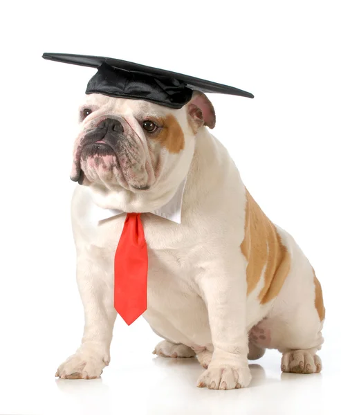 Pet graduation — Stock Photo, Image