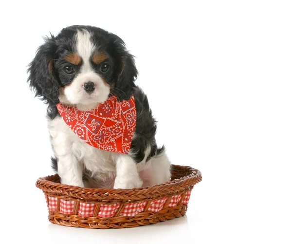 Cãozinho Spaniel — Fotografia de Stock