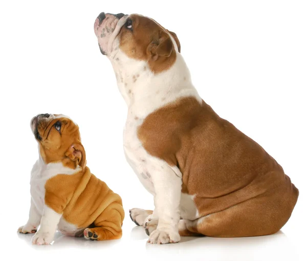 Bulldogs looking up — Stock Photo, Image