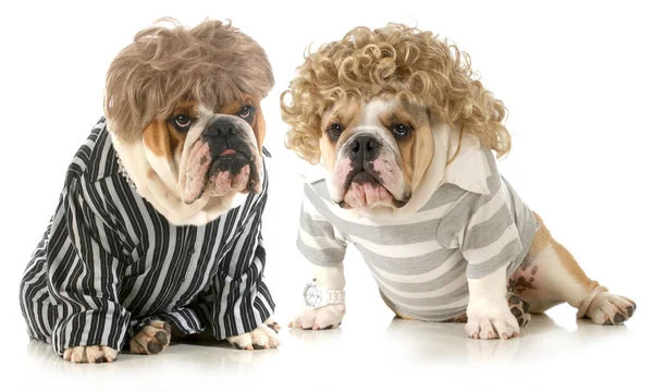 Humanized dogs — Stock Photo, Image