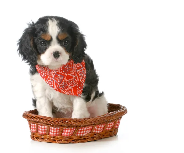 Spaniel puppy — Stock Image Spaniel puppy Stock Photo