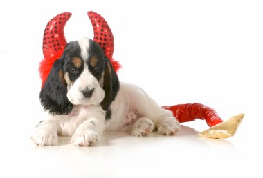 yaramaz köpek yavrusu