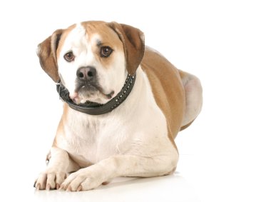 Amerikan bulldog
