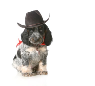 ülke köpek