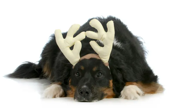 Christmas dog — Stock Photo, Image