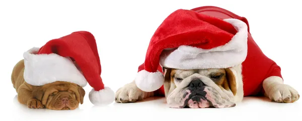 Dog santa — Stock Photo, Image