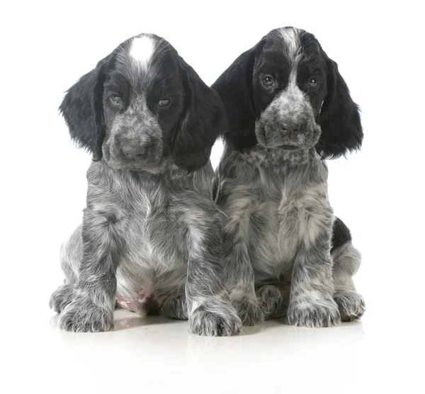 Два щенки — стокове фото