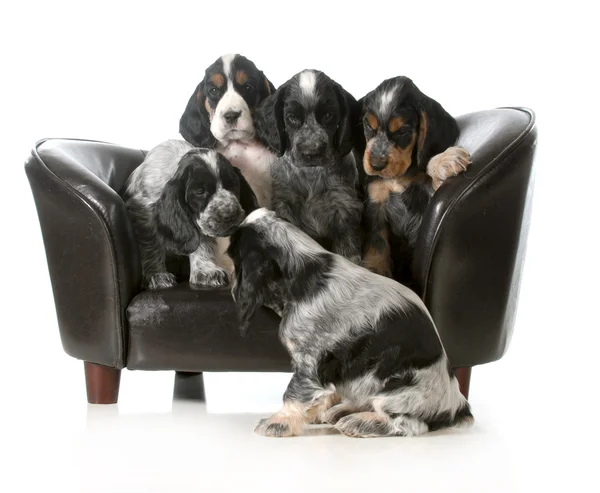 Nest puppies — Stockfoto