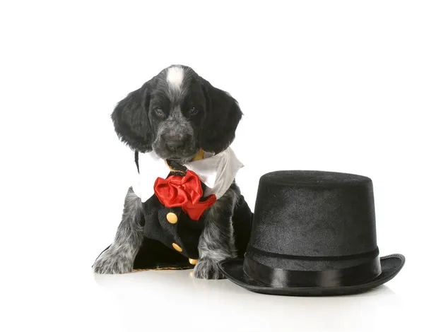 Formal puppy — Stock Photo, Image