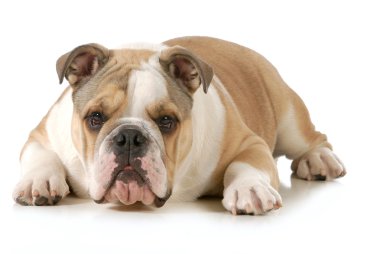İngilizce Bulldog