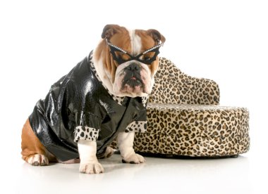kadın bulldog