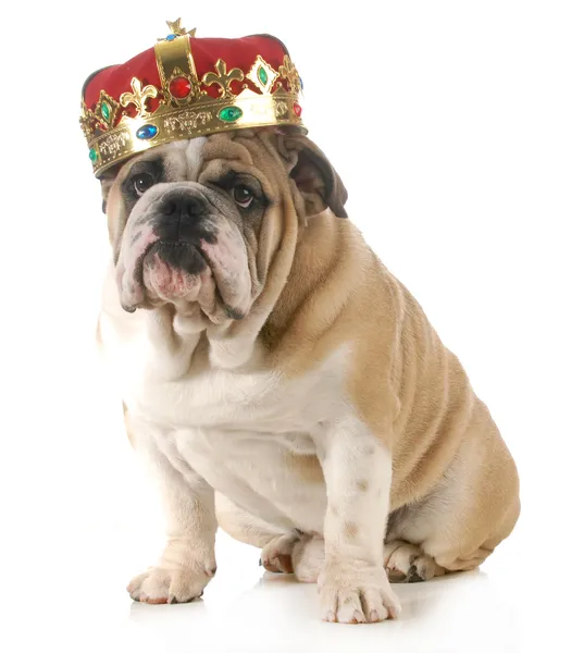 Dog wearing crown — Stock Photo, Image