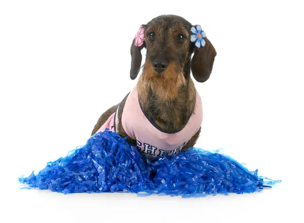 Dog dressed like cheerleader Stock Image