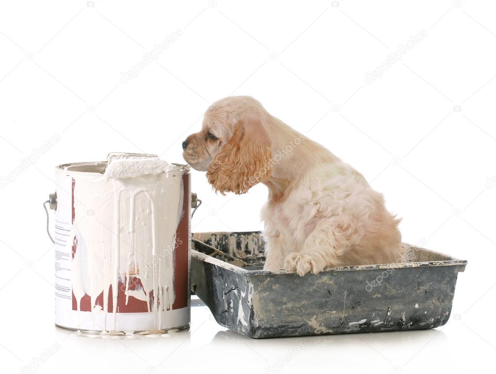 puppy with paint