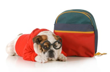köpek itaat terbiye