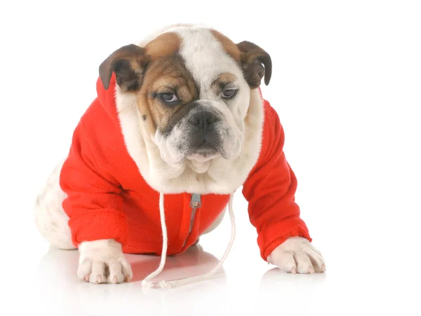 Cachorrinho bonito — Fotografia de Stock