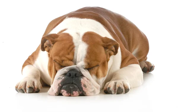 Sleeping dog — Stock Photo, Image