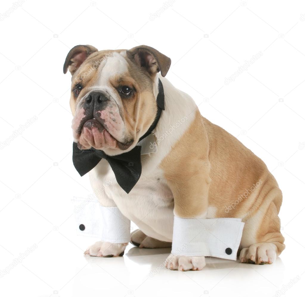 ハンサムな犬 ストック写真 C Willeecole