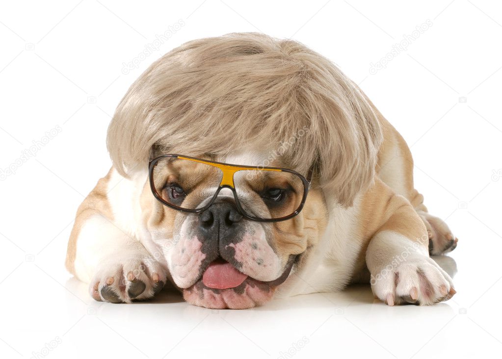 面白い犬 ストック写真 C Willeecole