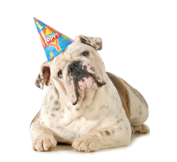 Perro de cumpleaños — Foto de Stock