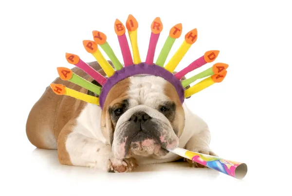Happy birthday dog Stock Photos, Royalty Free Happy birthday dog Images | Depositphotos Happy birthday dog Stock Photos, Royalty Free Happy birthday dog Images | Depositphotos
