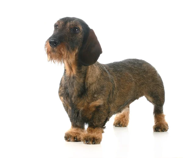 Wirehaired jamnik — Zdjęcie stockowe