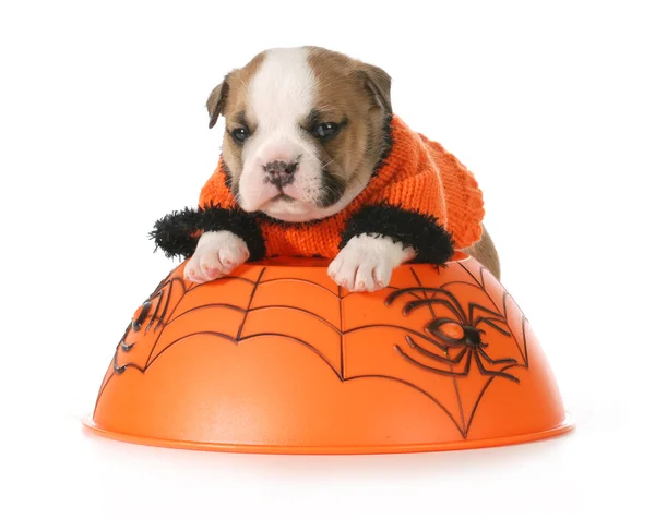 Halloween puppy — Stock Photo, Image
