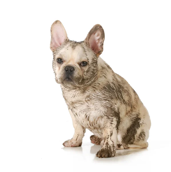 Грязная грязная собака — стоковое фото
