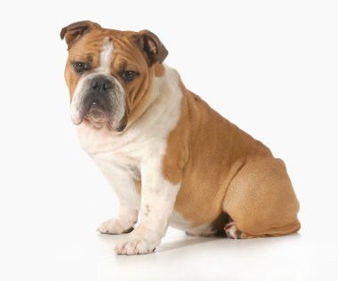 Bulldog yavrusu