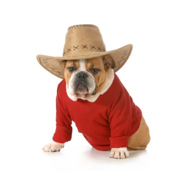 ülke köpek