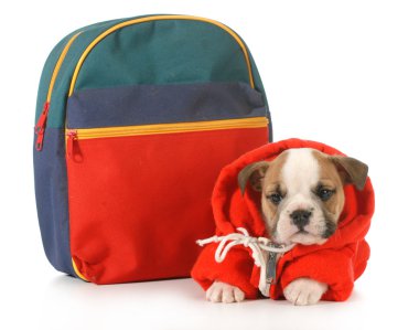 köpek yavrusu sınıfları