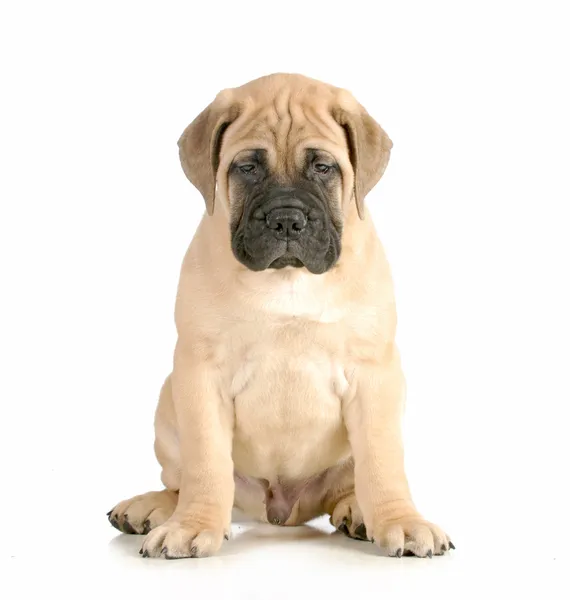 Bullmastiff köpek yavrusu — Stok fotoğraf