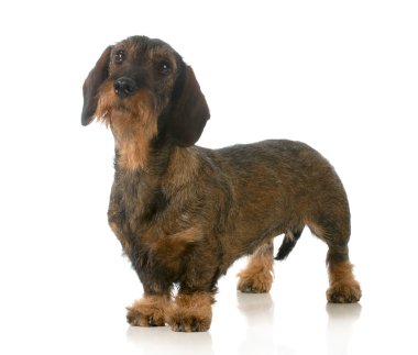 Dachshund ayakta