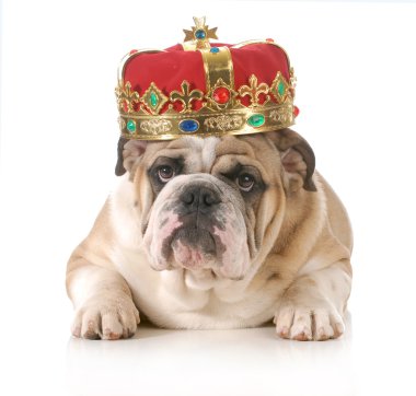 şımarık köpeği