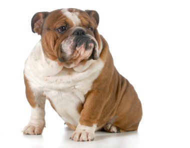 İngilizce bulldog oturma