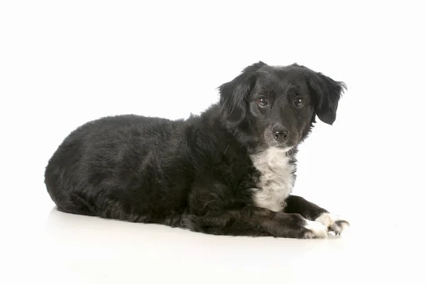 Mixed breed dog — Stock Photo, Image