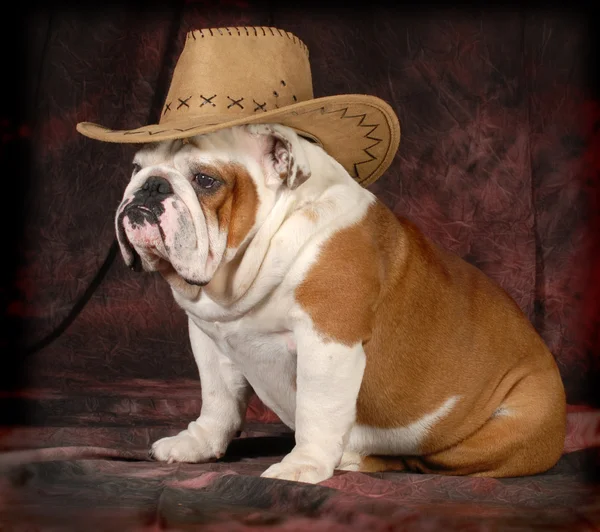 Country dog — Stock Photo, Image