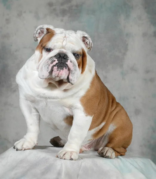 Retrato de Bulldog Inglês — Fotografia de Stock