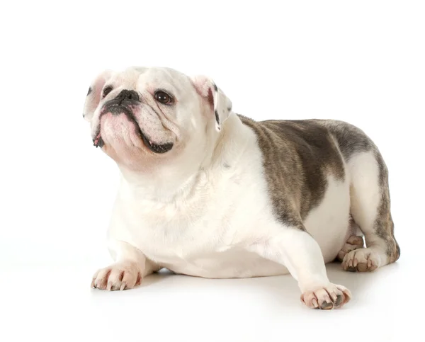 Inglese Bulldog ritratto — Foto Stock