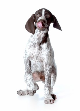 Şirin köpek.