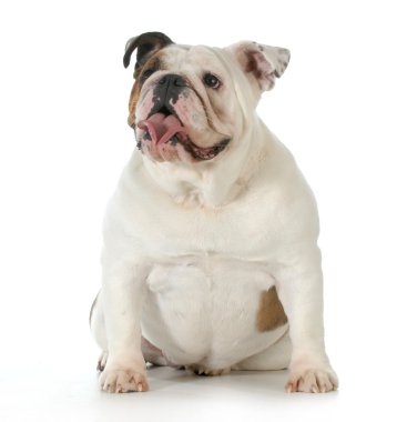 İngilizce Bulldog