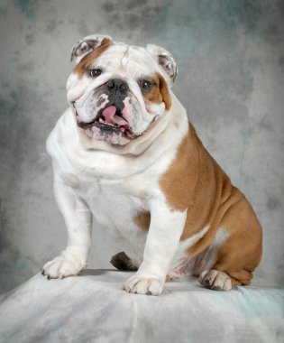 İngilizce Bulldog
