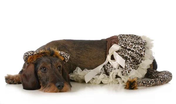 Dog wearing cat costume — Stock Photo, Image