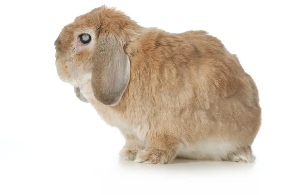 シニア ウサギ — ストック写真