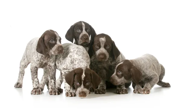 Litter of puppies — Stock Photo, Image