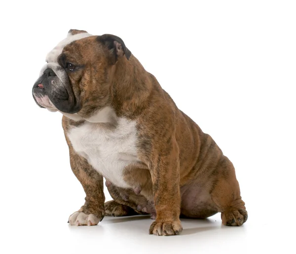 Bulldog — Foto Stock