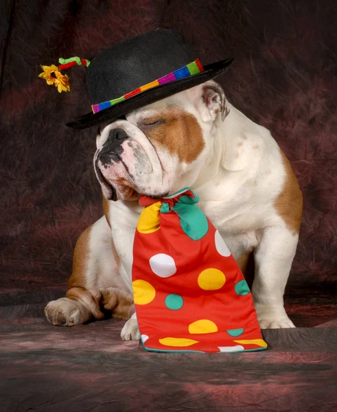 Bulldog clown — Stock Photo, Image