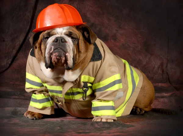 Brand hond — Stockfoto