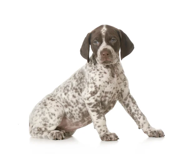 Cachorrinho bonito — Fotografia de Stock