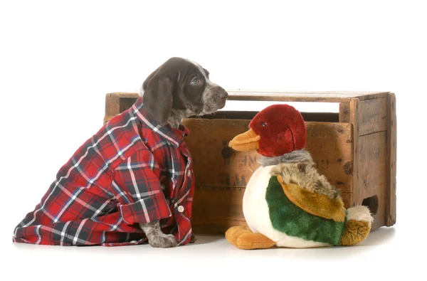 Hunting dog — Stock Photo, Image